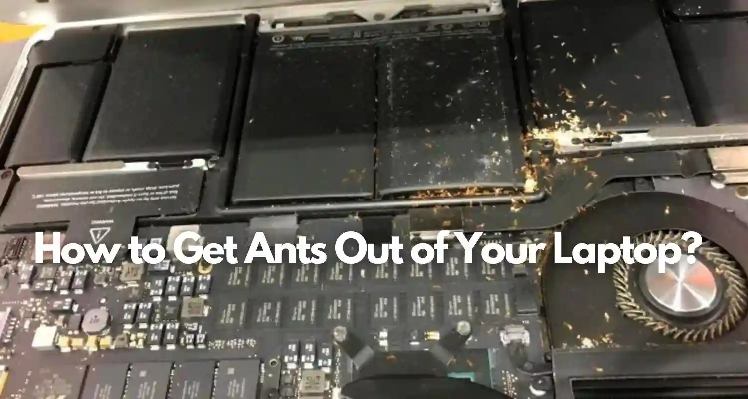 How to Get Ants Out of Your Laptop