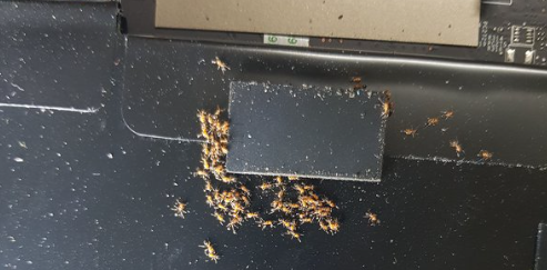 ants in laptop